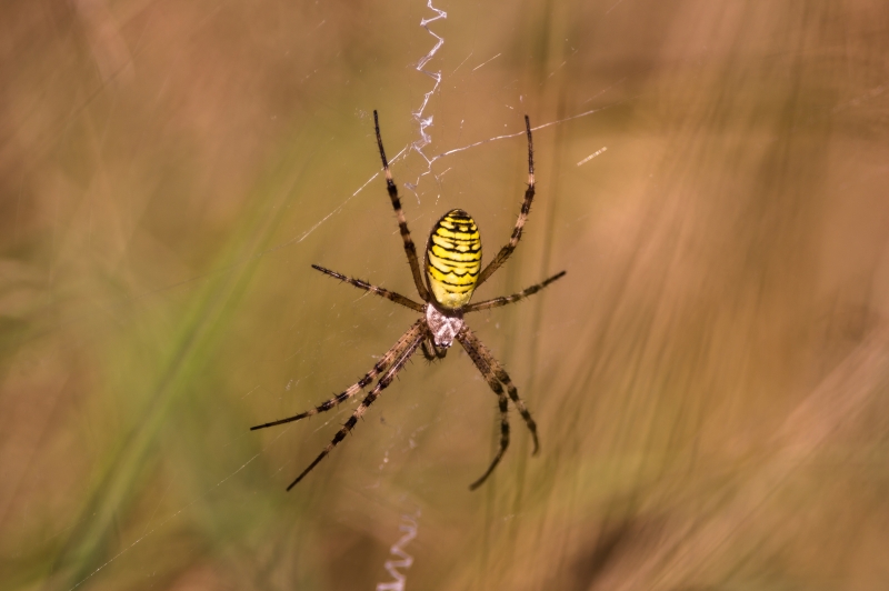 Photo Araignées Argiope frelon (Argiope bruennichi)