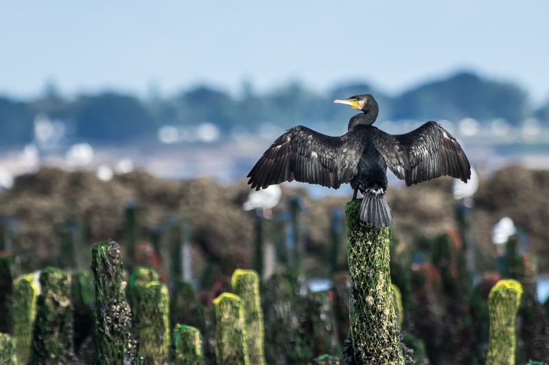 Photo Oiseaux Grand Cormoran ou Cormoran commun (Phalacrocorax carbo)