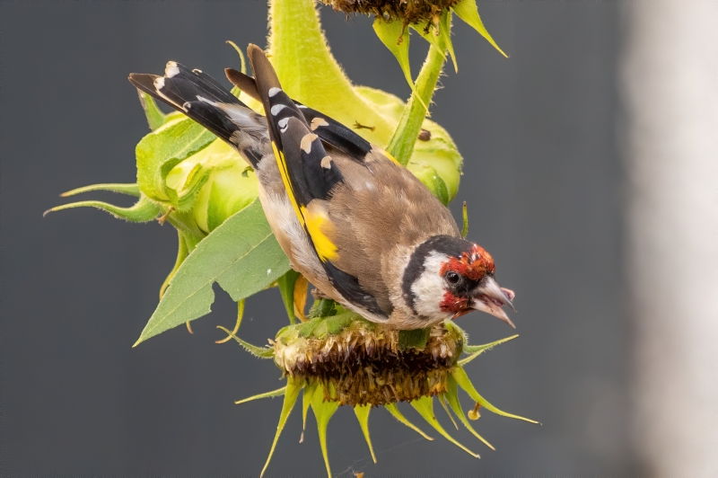 Photo Oiseaux Chardonneret élégant (Carduelis carduelis)