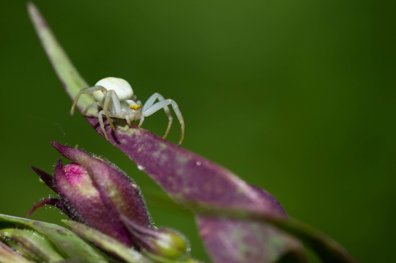 Photo Araignées Thomise Variable (Misumena vatia)