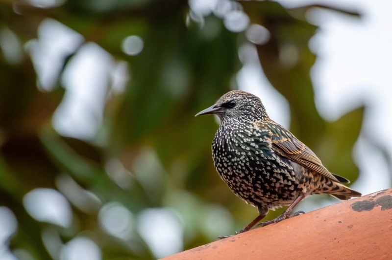 Photo Oiseaux Etourneau sansonnet (Sturnus vulgaris)