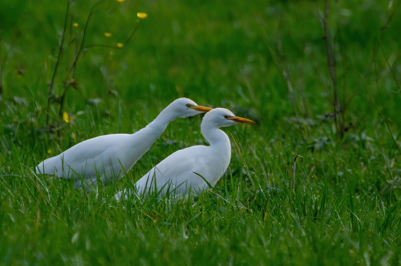 Photo Oiseaux Héron garde-boeufs (Bubulcus ibis)