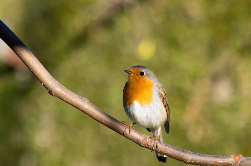 Photo Oiseaux Rougegorge familier (Erithacus rubecula)