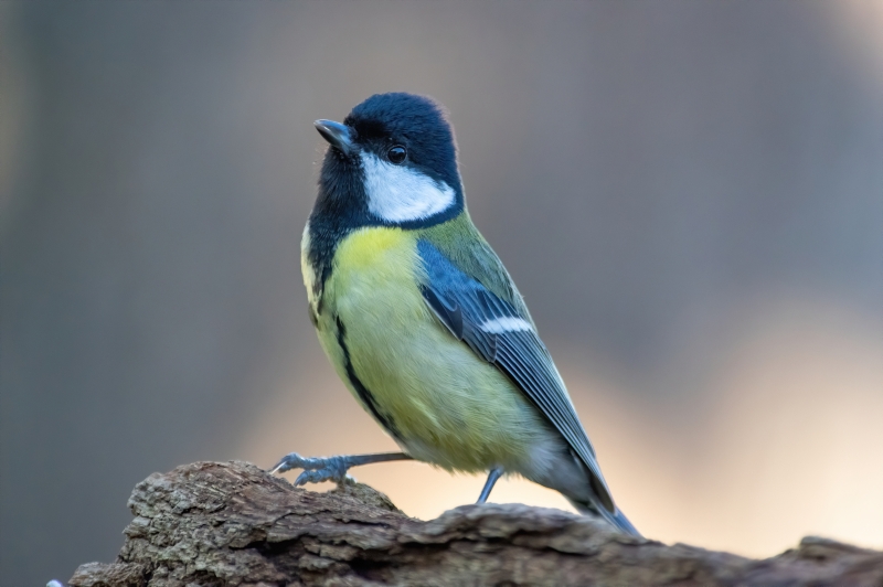 Photo Oiseaux Mésange charbonnière (Parus major)