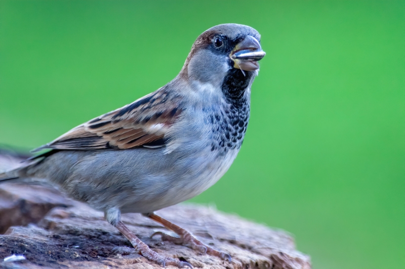 Photo Oiseaux Moineau domestique (Passer domesticus)