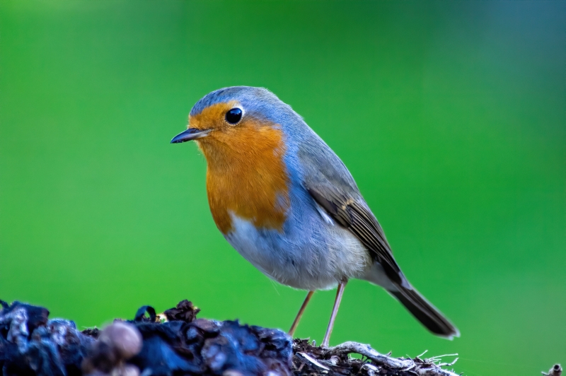 Photo Oiseaux Rougegorge familier (Erithacus rubecula)