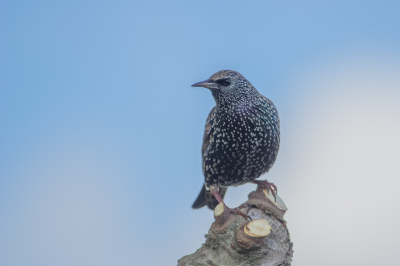 Photo Oiseaux Etourneau sansonnet (Sturnus vulgaris)