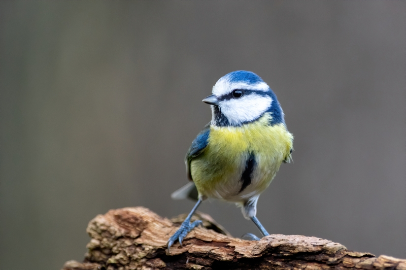 Photo Oiseaux Mésange bleue (Cyanistes caeruleus)