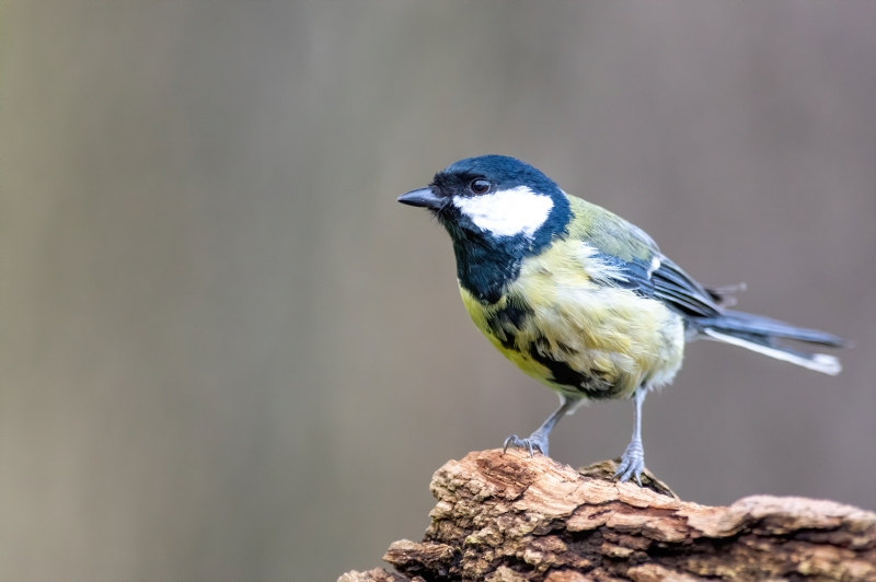 Photo Oiseaux Mésange charbonnière (Parus major)