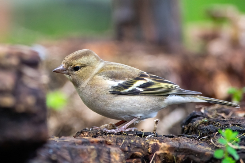 Photo Oiseaux Pinson des arbres femelle (Fringilla coelebs)