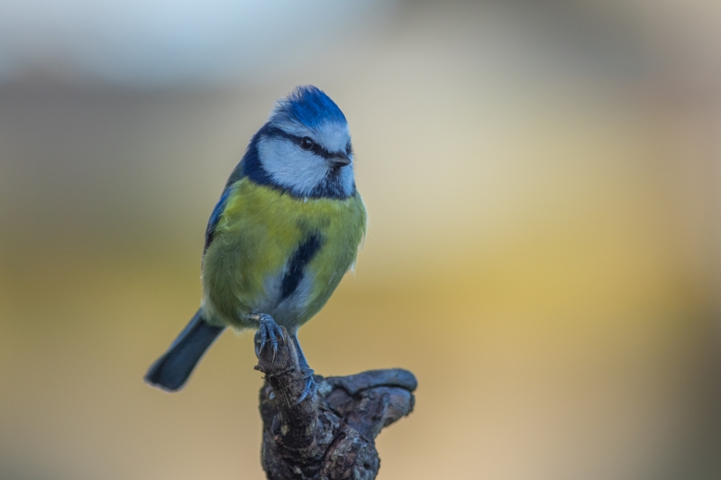 Photo Oiseaux Mésange bleue (Cyanistes caeruleus)