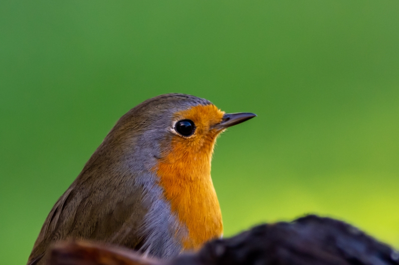 Photo Oiseaux Rouge gorge familier