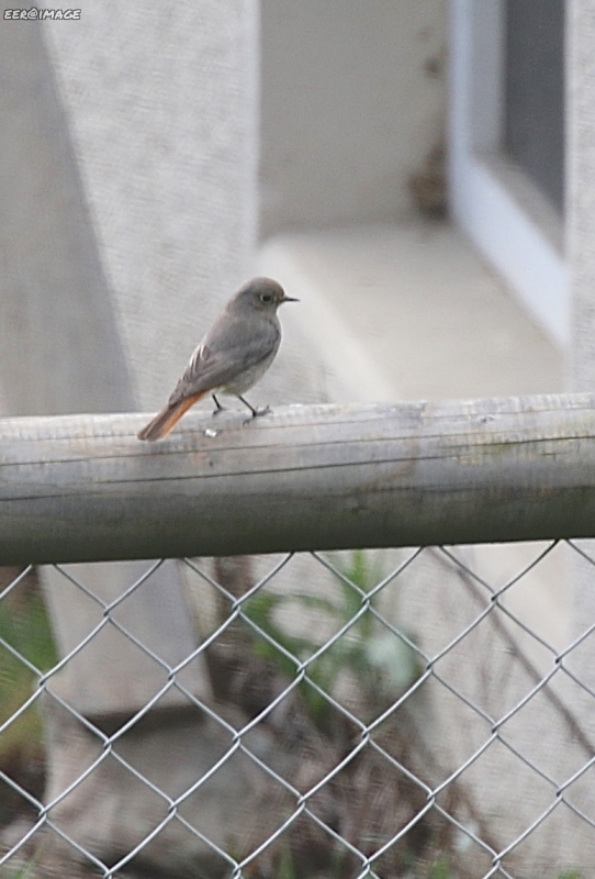 Oiseaux Rouge-queue Noir femelle