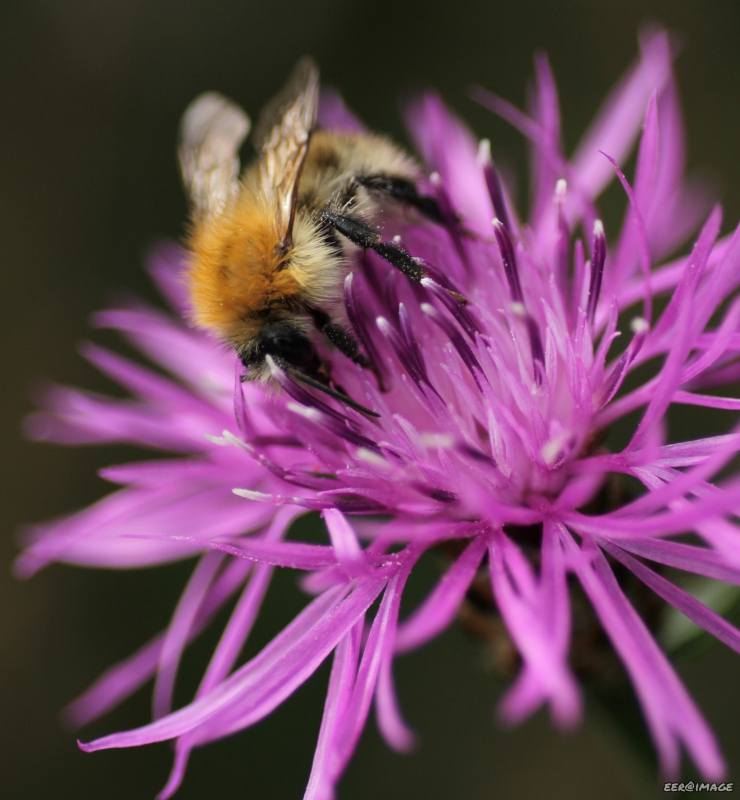 Insectes et Araignées bourdon des champs (bombus pascuorum)