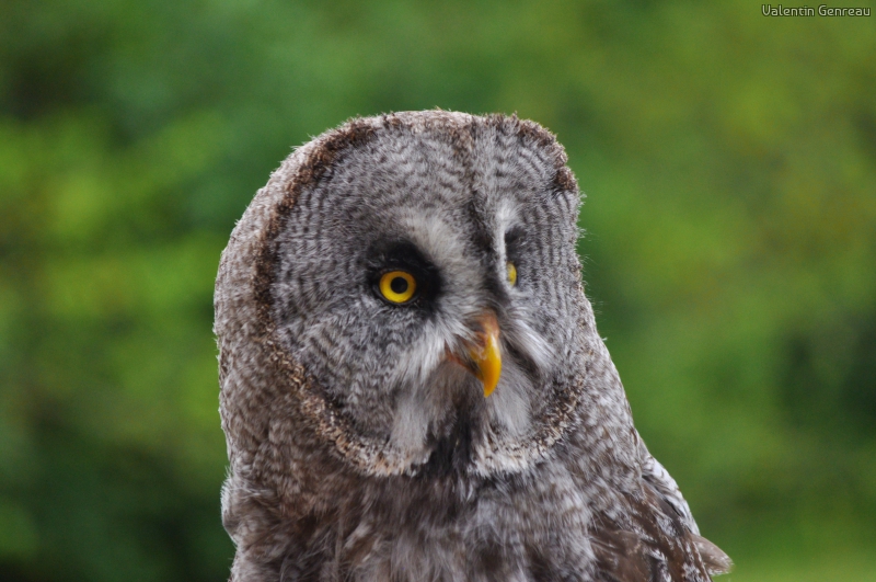 Photo Oiseaux chouette lapone, chouette, strix nebulosa