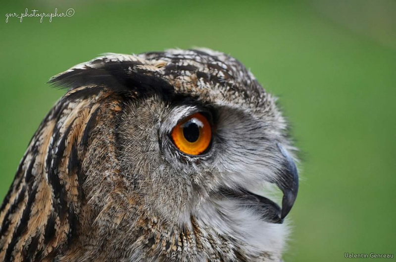 Photo Oiseaux hibou, hibou grand-duc, bubo bubo