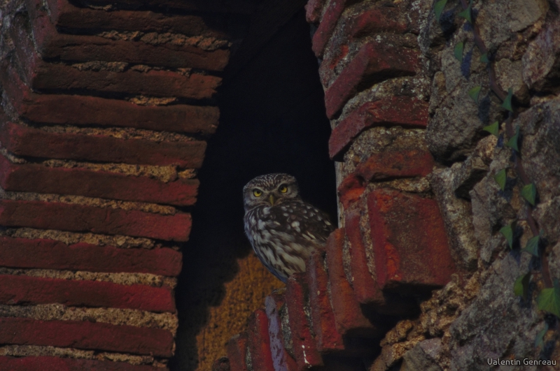 Photo Oiseaux chouette, chouette cheveche , Athene noctua Scopoli