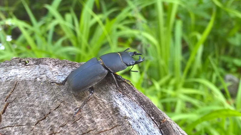 Insectes et Araignées Petite biche (Dorcus parallelipipedus)