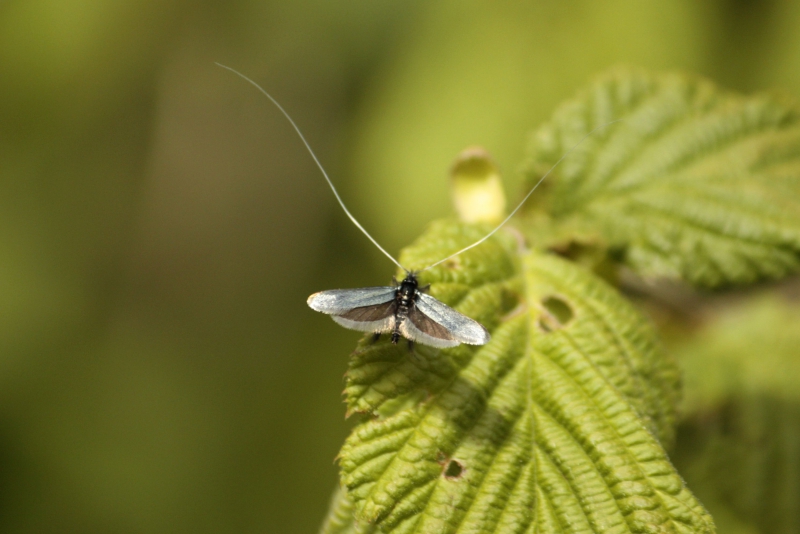 Insectes et Araignées Adela reaumurella