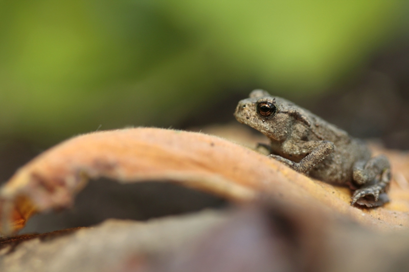 Photo Amphibiens