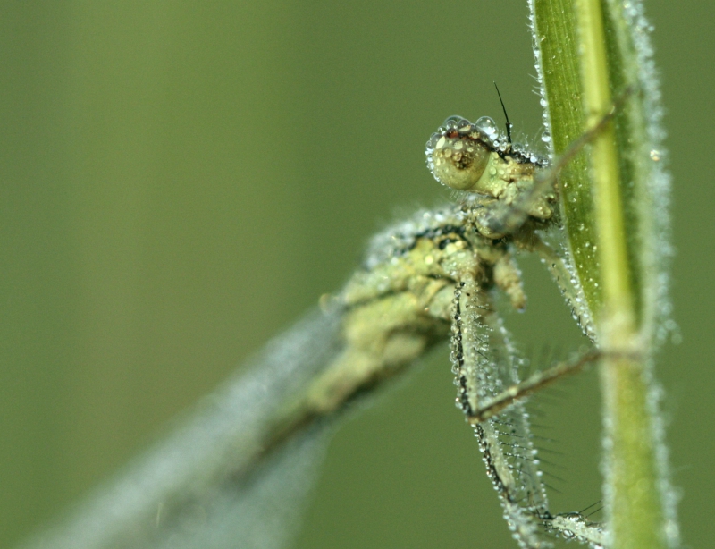 Photo Insectes