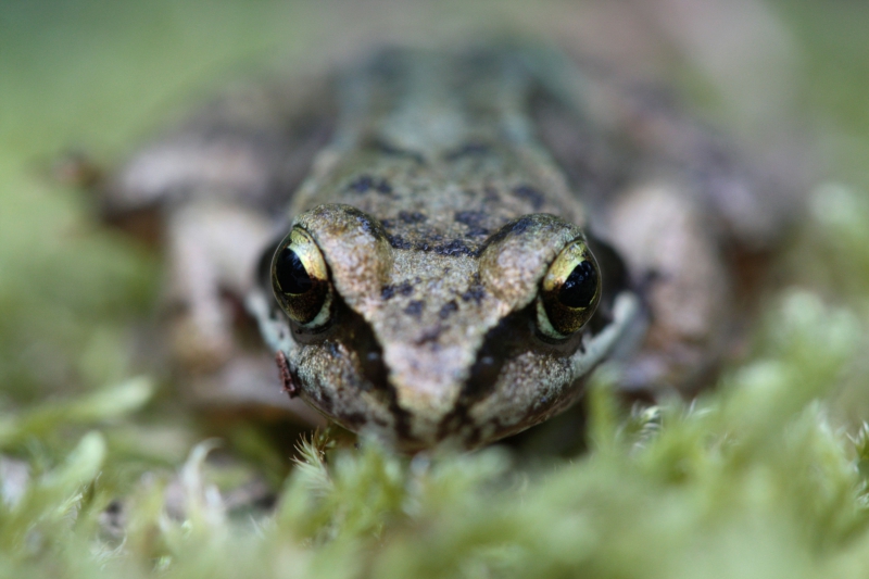 Photo Amphibiens