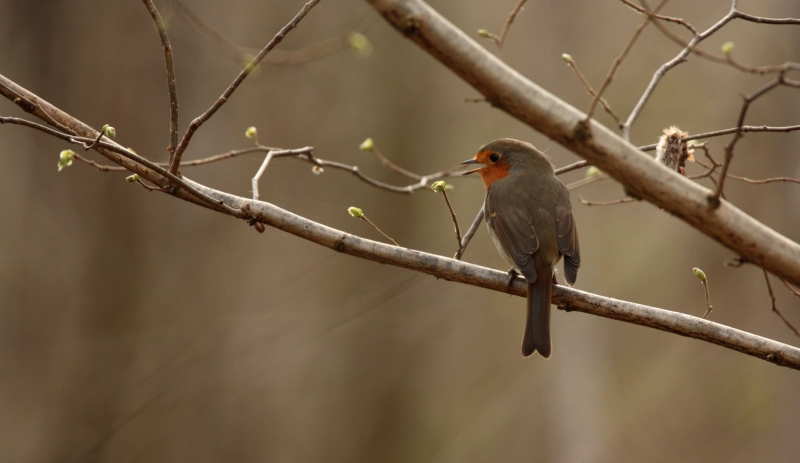 Photo Oiseaux