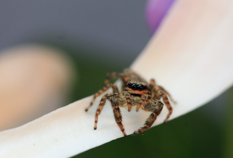 Photo Araignées