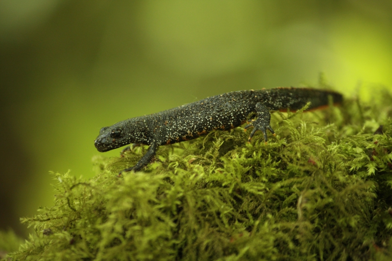 Photo Amphibiens