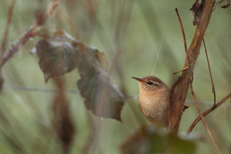 Photo Oiseaux