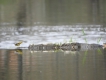 Oiseaux Bergeronnette des ruisseaux (Motacilla cinerea)