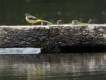 Oiseaux Bergeronnette des ruisseaux (Motacilla cinerea)