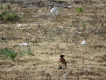 Oiseaux tarier pâtre