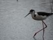 Oiseaux Echasse Blanche (Himantopus himantopus)