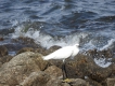 Oiseaux Aigrette garzette (Egretta garzetta)