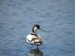 Oiseaux avocette elegante