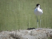 Oiseaux avocette elegante