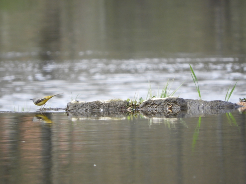 Photo Oiseaux Bergeronnette des ruisseaux (Motacilla cinerea)