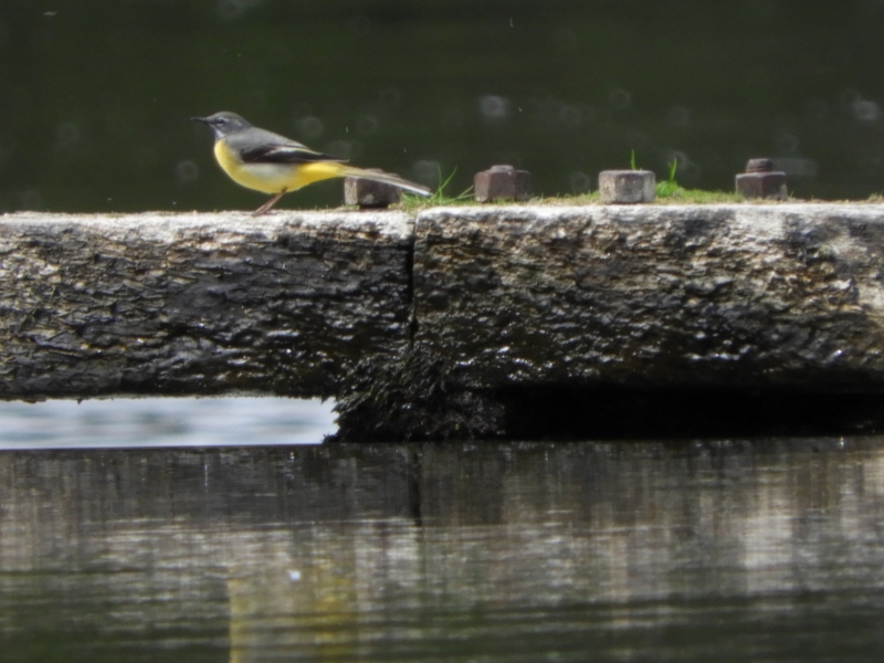 Photo Oiseaux Bergeronnette des ruisseaux (Motacilla cinerea)