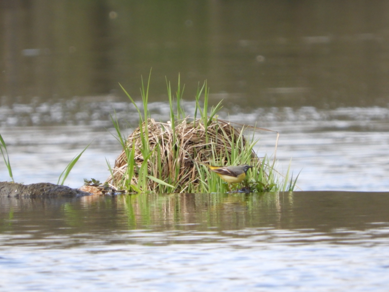 Photo Oiseaux Bergeronnette des ruisseaux (Motacilla cinerea)