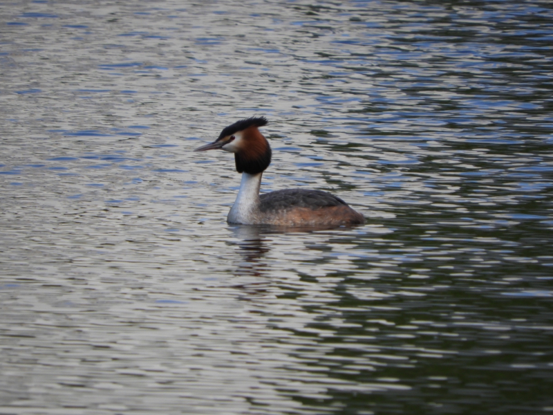 Photo Oiseaux Grèbe huppé