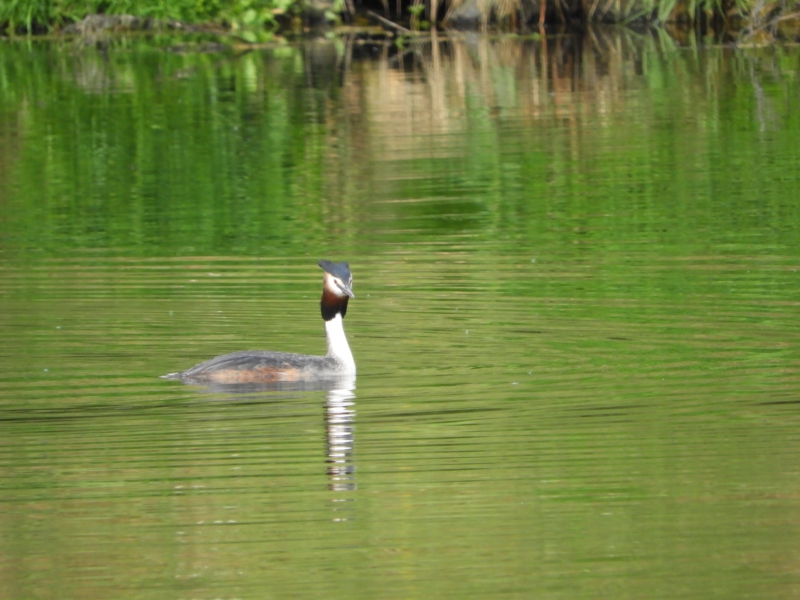 Photo Oiseaux Grèbe huppé