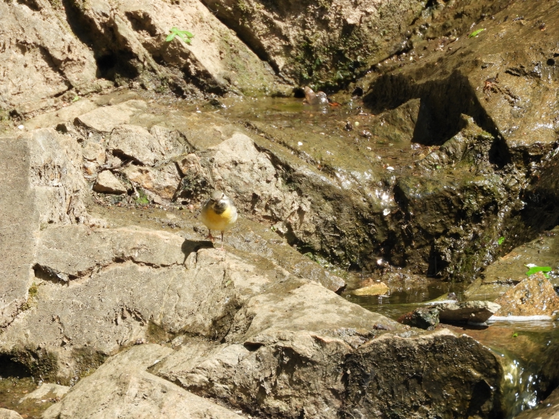 Photo Oiseaux Bergeronnette des ruisseaux (Motacilla cinerea)