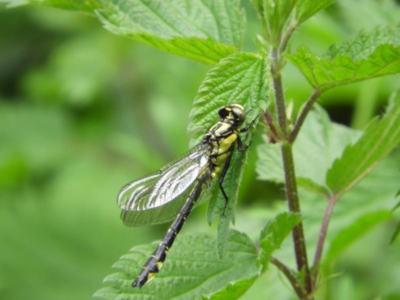 Photo Insectes