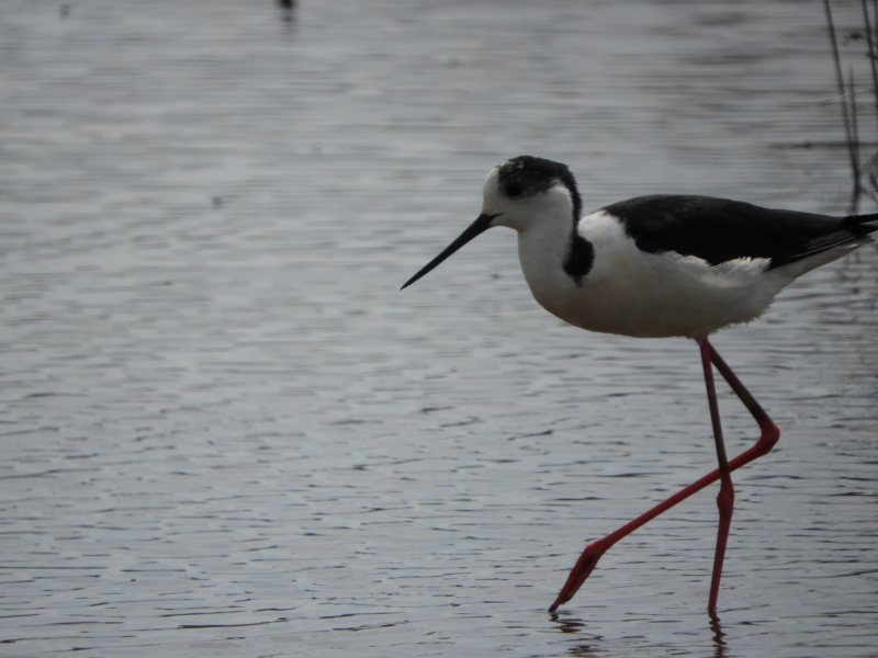 Photo Oiseaux Echasse Blanche (Himantopus himantopus)