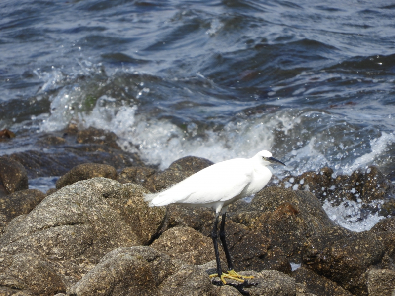 Photo Oiseaux Aigrette garzette (Egretta garzetta)