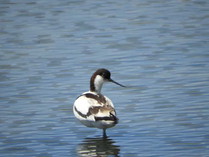 Photo Oiseaux avocette elegante