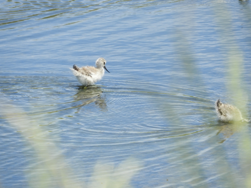 Photo Oiseaux