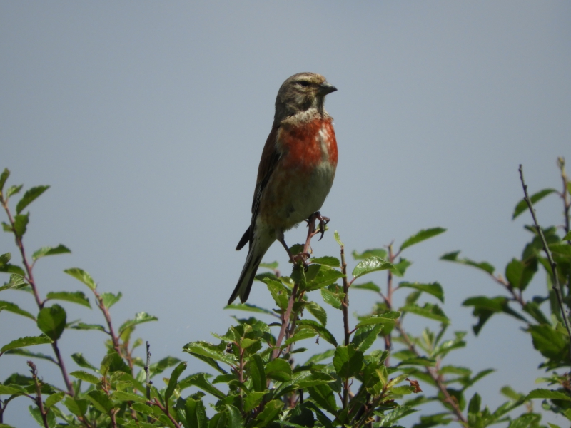 Photo Oiseaux Linotte mélodieuse