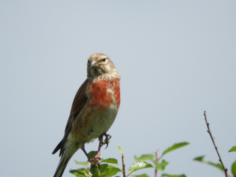 Photo Oiseaux Linotte mélodieuse